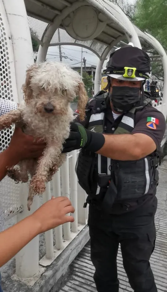 perrito_Nuevo León