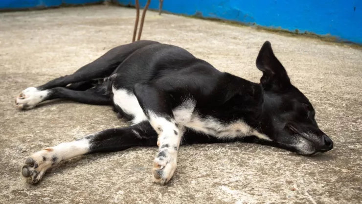 Pensión de mascotas de la CDMX