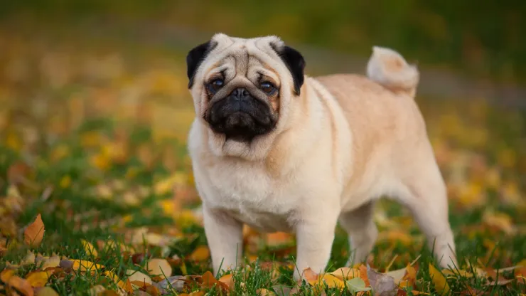 perro