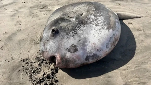Esta es la apariencia del pez luna, misteriosa especie encontrada en Oregon