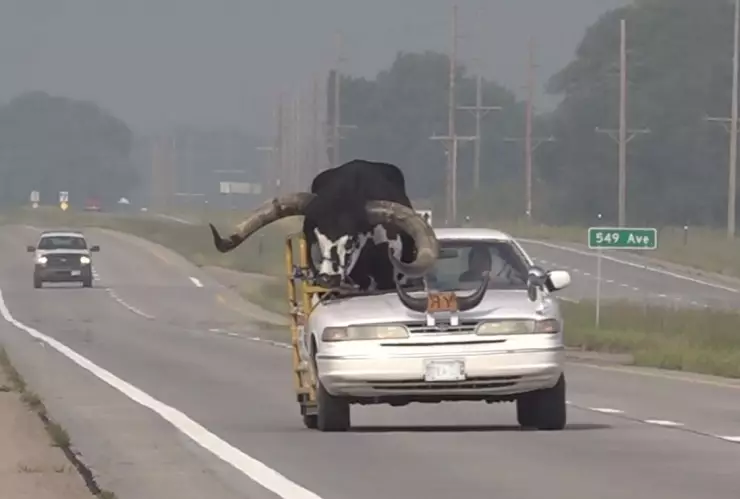 VIDEO Hombre transportando un toro en su auto es detenido por la Policía en Nebraska