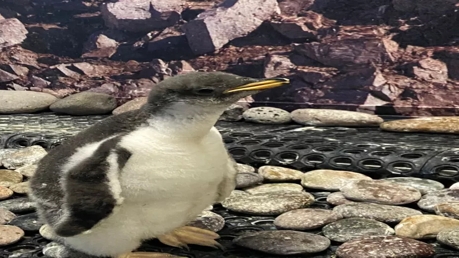 Primer nacimiento de pingüino Gentoo_Zoológico Guadalajara .jpeg
