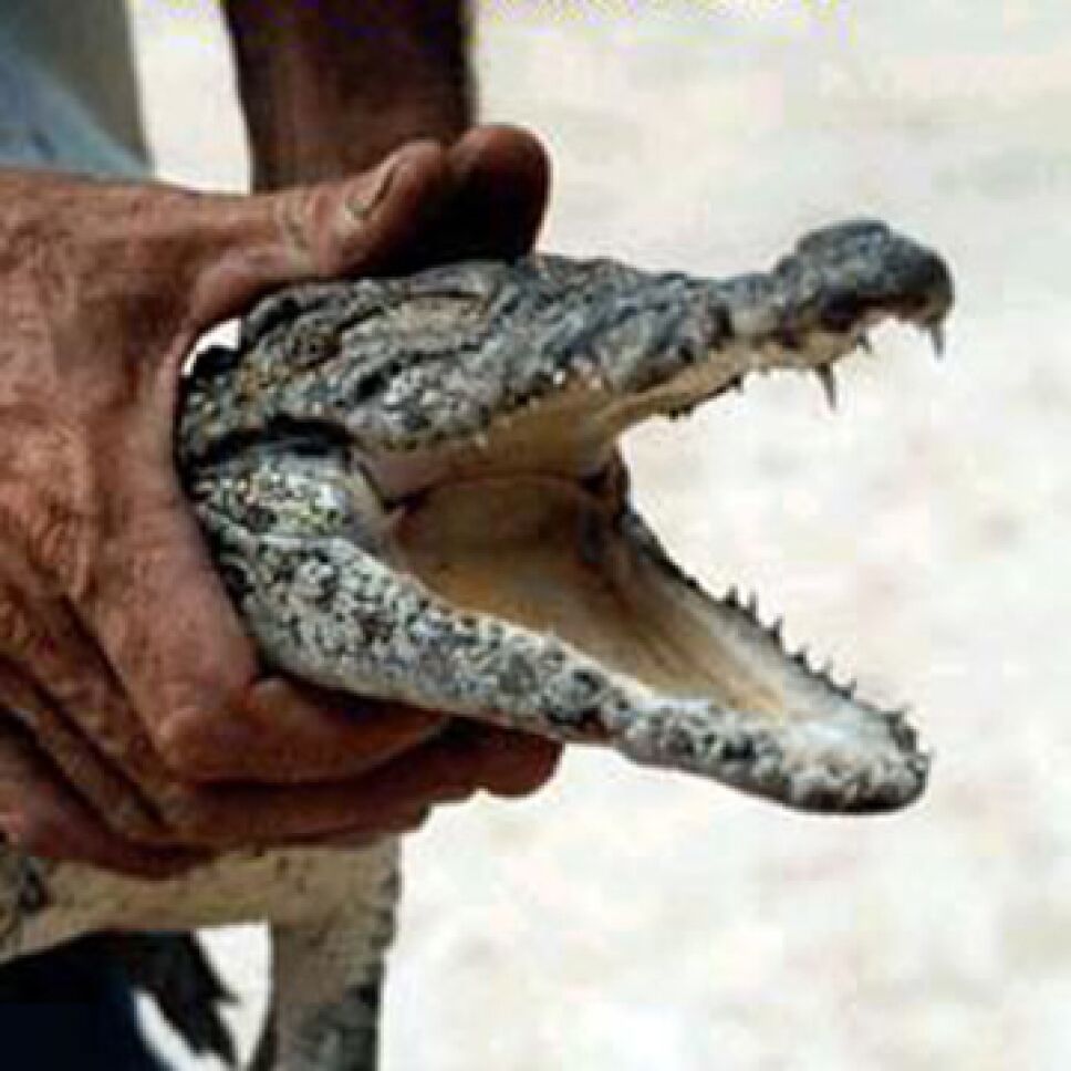 cocodrilo pantano Yucatán.jpg