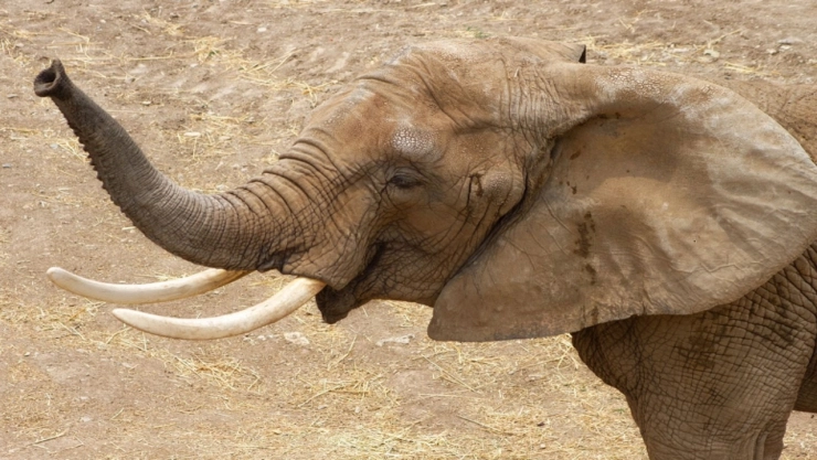 Gipsy-elefanta-africana-CDMX