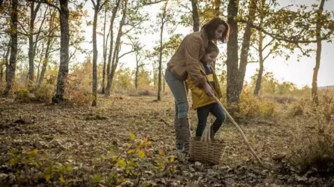 ¿Qué es el turismo micológico y cuáles son los mejores lugares para hacerlo?