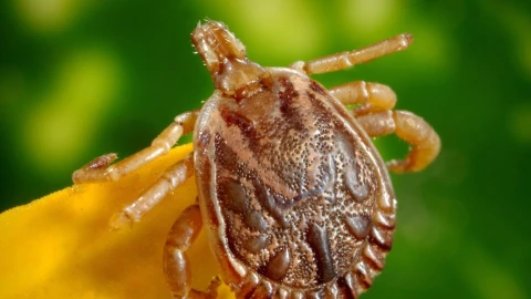 garrapatas virus Yezo Japon