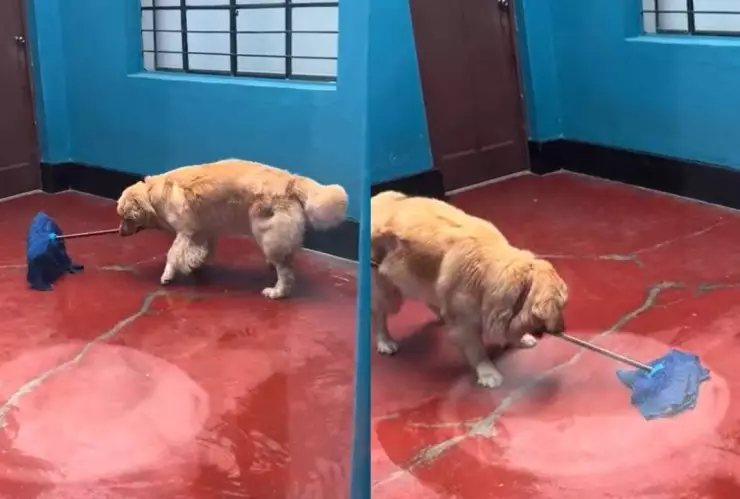 ¿Mi primera chamba? Perrito trapeando es el mejor usando el trend viral