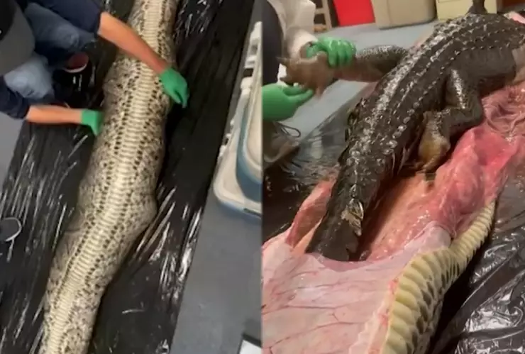 Encuentran caimán dentro de una pitón.jpg