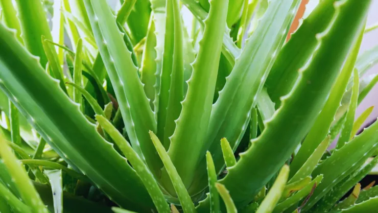 Qué significa que tu aloe vera se esté poniendo marrón
