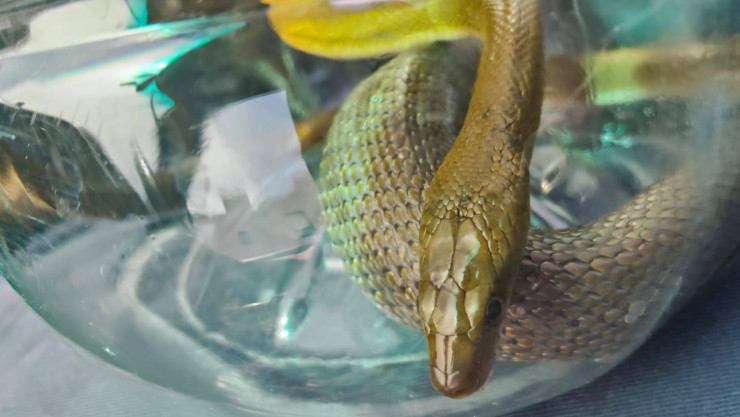 Víbora Apaseo el Grande.png