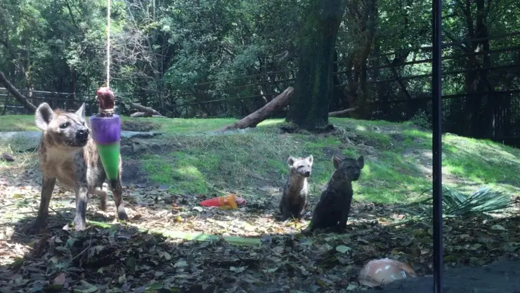 Hienas en Chapultepec