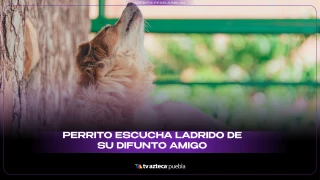 perrito sitio.png