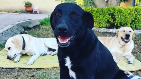 Campaña de esterilización de perros.jpg