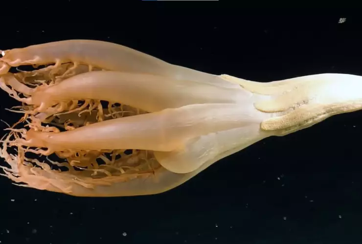 Científicos del Nautilus Live captan por primera vez extraña criatura marina con tentáculos.