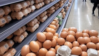 Precio del huevo en Guanajuato