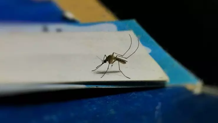 Este es el olor CONFIRMADO que atrae a los mosquitos; así puedes evitarlo