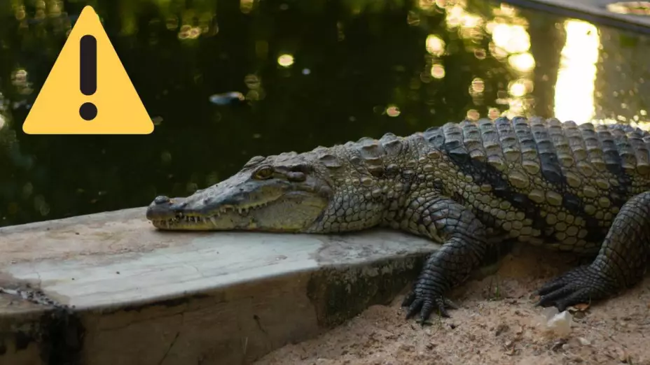 Roban cocodrilo del zoologico de Veracruz.