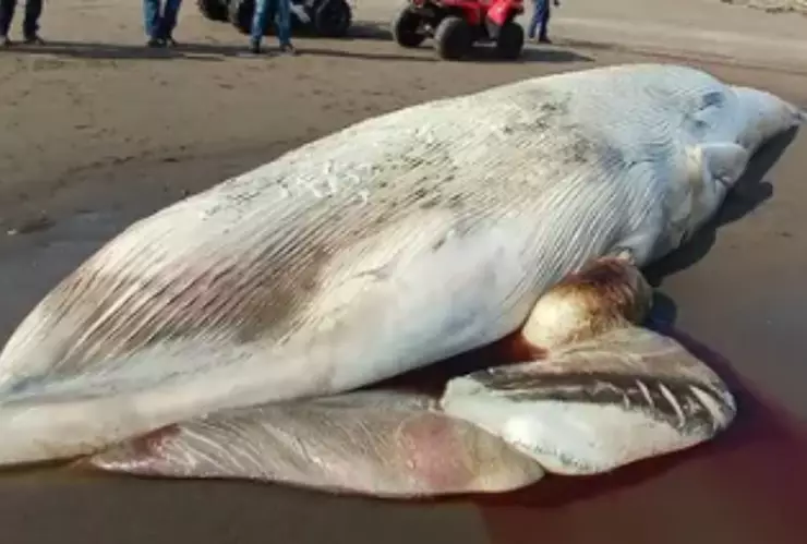 Ballena sin vida sobre la zona de Nautla, Veracruz