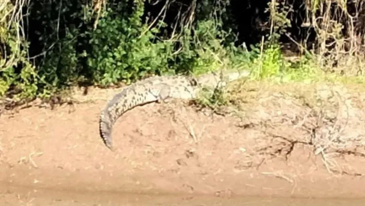 Reportan avistamiento de cocodrilo en río de Guasave, Sinaloa; piden extremar precauciones