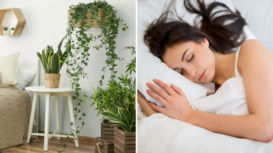 dormir con plantas cerca