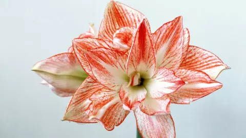 Amaryllis hippeastrum