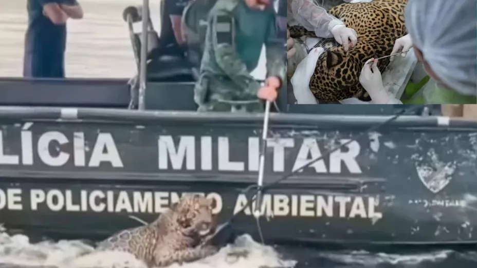 Jaguar herido de bala es rescatado del río Negro en Brasil: el dramático video del momento