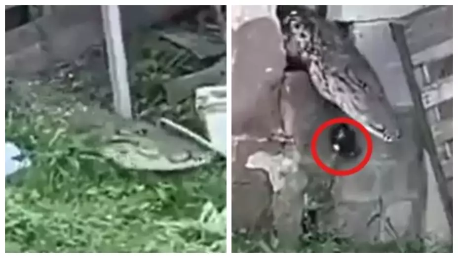 Captan a cocodrilo hambriento invadiendo casa de Ciudad Madero, Tamaulipas; se devora a un gato. En la imagen se observa cómo el cocodrilo sale de la casa con el animal muerto, posteriormente, oculto entre el pasto, se come al pequeño felino.