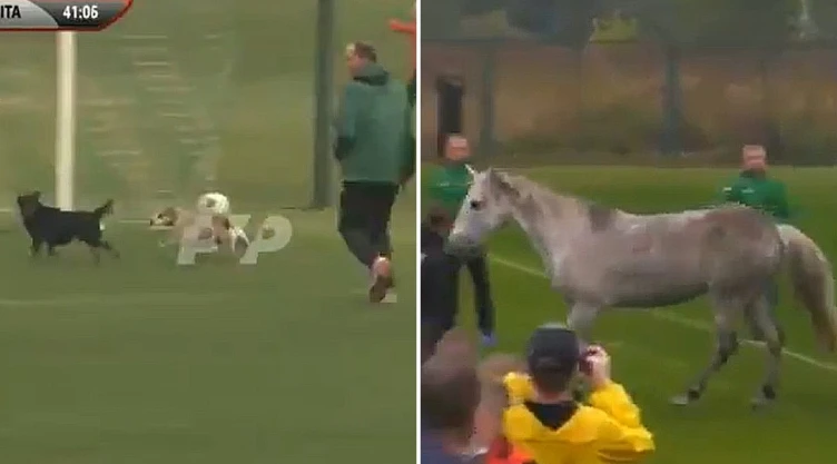 futbol_perritos_caballo_futbol