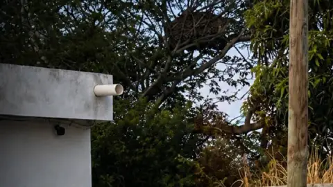 Presunto vistamiento de jaguar en fraccionamiento de Campeche
