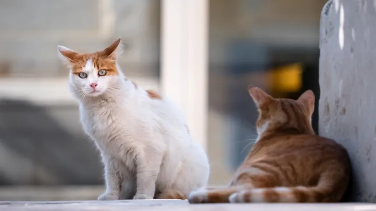 mighigan-ladron-gatos.jpg