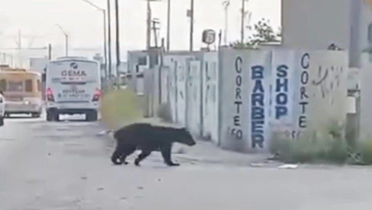 VIDEO: Oso sale a buscar agua y alimentos en calles de Nuevo León