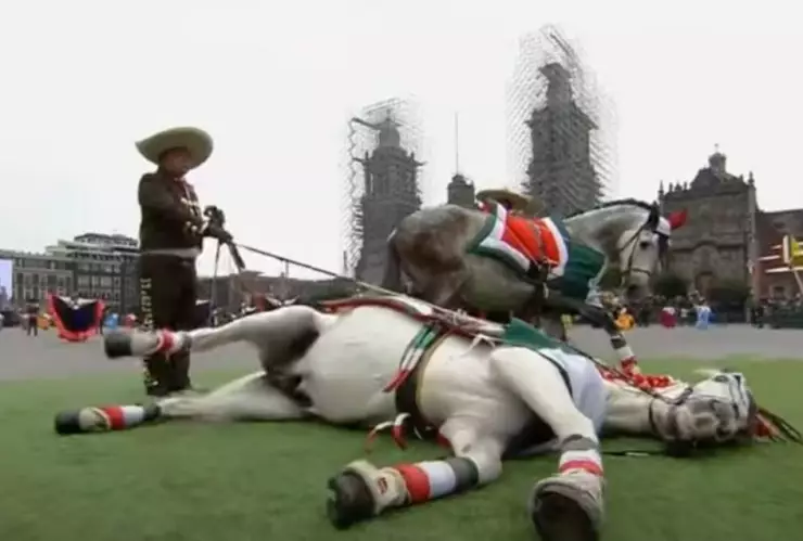 VIDEO - Caballo se hace el muertito en pleno desfile y causa sensación