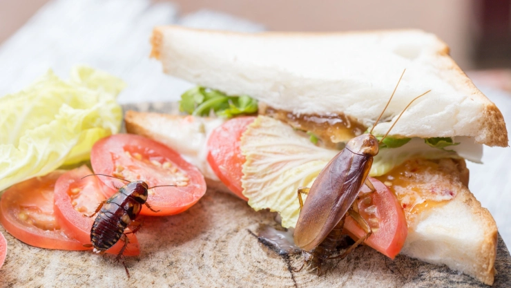 Cucarachas comen un sandwich