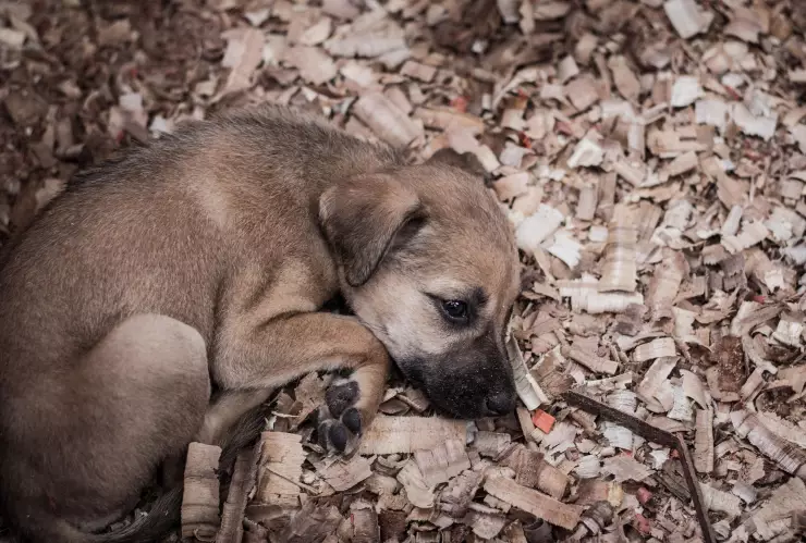 Cada 28 de mayo se celebra el Día del perro sin raza y el Monumento al Perro Callejero en CDMX, al igual que esta fecha, busca promover la adopción canina.