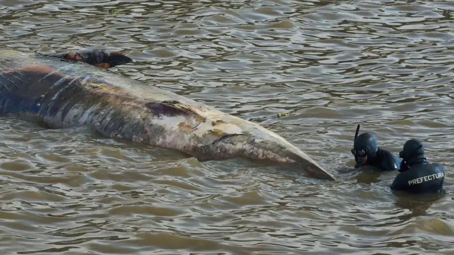 Buzos junto a una ballena muerta en la costa de Buenos Aires.