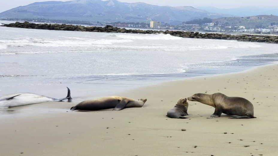 Alga tóxica podría ser la causa de muerte de lobos marinos y delfines.jpeg