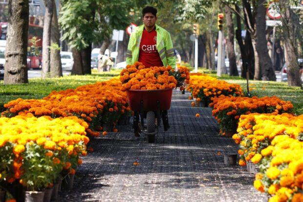 La flor de cempasúchil es un símbolo del Día de Muertos