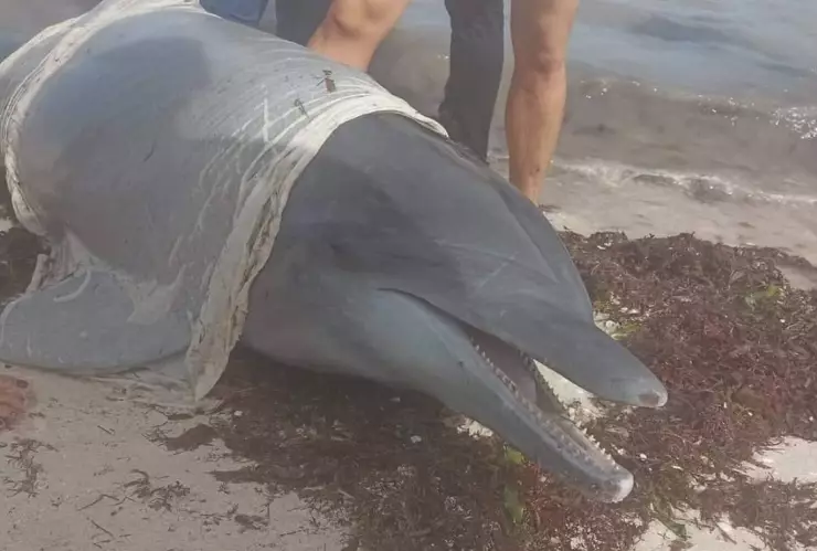 VIDEO_ Delfines encallan en playas de Telchac Puerto; fueron devueltos al mar