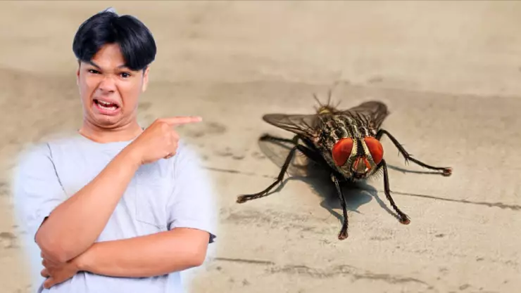 Esta es la razón por la que hay tantas moscas en Guanajuato; así puedes eliminarlas