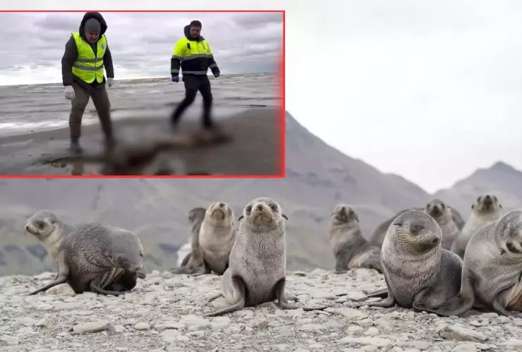 Encuentran focas muertas en un playa