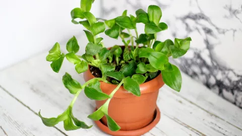 plantas que atraen dinero