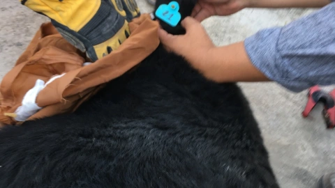 Oso Negro