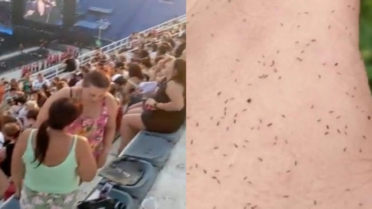 Plaga de insectos diminutos afecta ciudades de Argentina