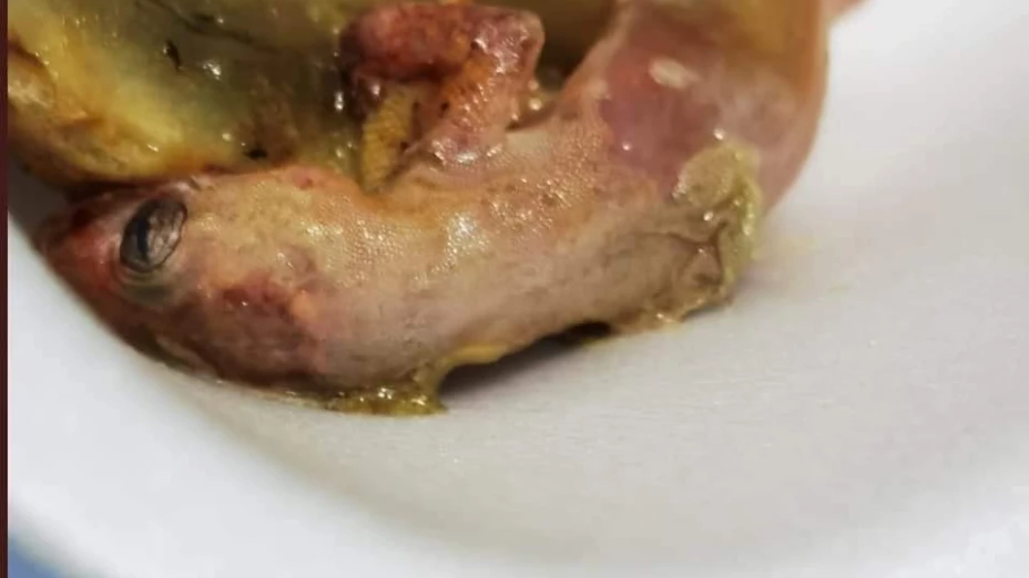 FOTOS Mujer pide una torta y encuentra un animal muerto