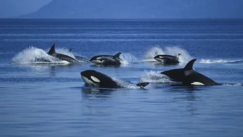 Ballenas que experimentan la menopausia