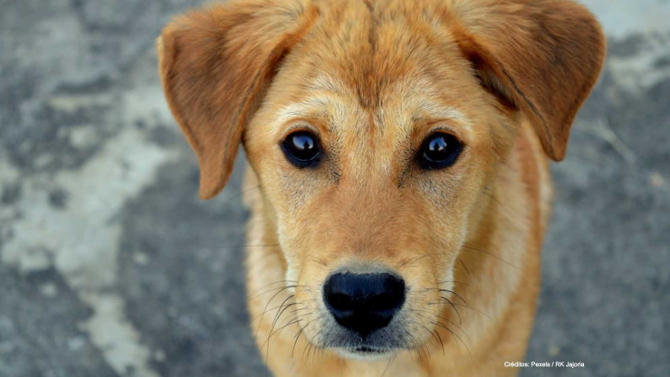 perro ataca gemelas.jpg