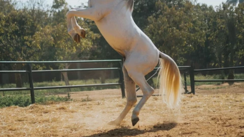 Niña de 3 años muere en accidente de caballo.