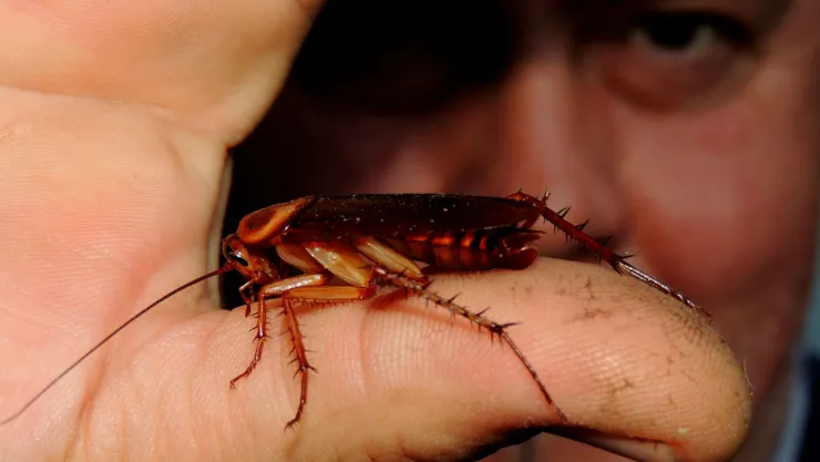 Cucaracha