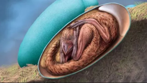 embrión, dinosaurio, huevo 1.jpg