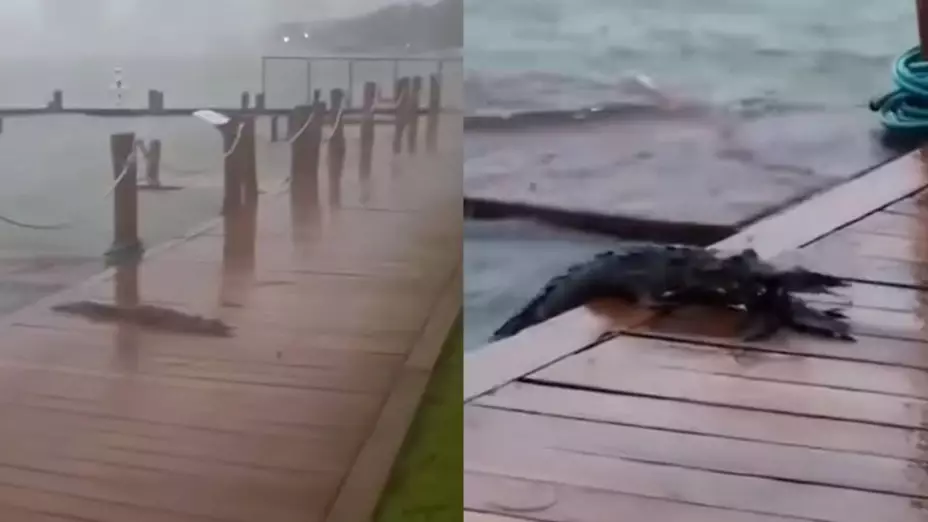Cocodrilo aprovecha el HURACÁN HELENE para cazar en Cancún; VIDEO.jpg